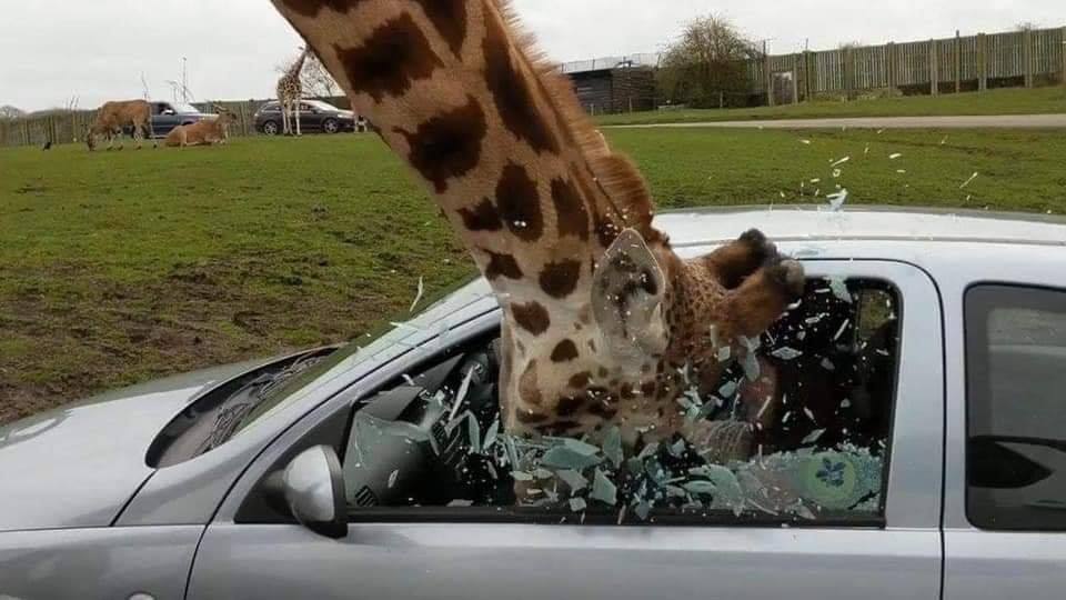 The meme is a photo of a car with a broken windshield, with a giraffe's head sticking out of the broken glass. The giraffe is eating leaves or other vegetation from the car's interior, and the caption is simply "When you finally get to work on time".